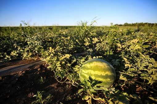 Watermelon fruit grown on a agriculturan field.