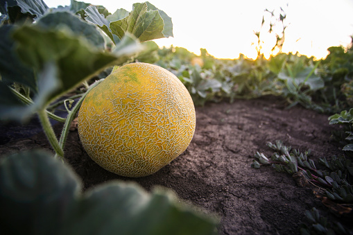 Cantaloupe fruit grown on a agriculturan field.