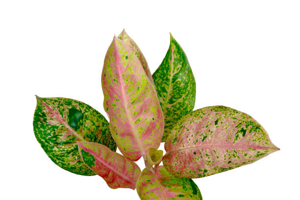 istock Tropical Aglaonema lady valentin pink leaves isolated on white background with clipping path 1497656545
