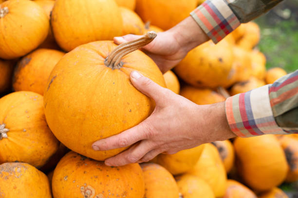 Farmer takes a pumpkin from a pile of pumpkins