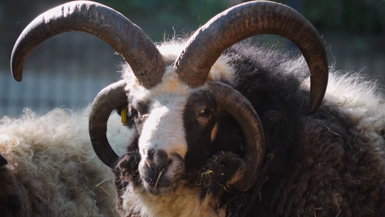 Close up of Jacob sheep head