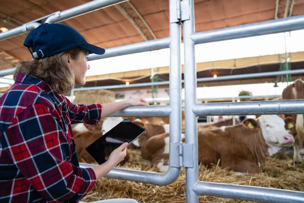 istock Woman farmer with tablet at a dairy farm. 1497658996