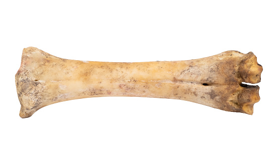 Bone without meat isolated on white background