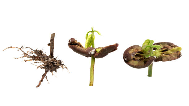 istock Germinating cocoa plant seeds isolated on white background 1497659263