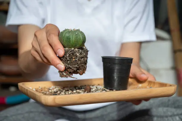 Photo of Woman holding Astrophytum asterias cactus after remove it from the pot for repotting to new container.