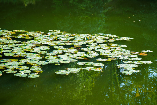 Lilypad floating on the surface of a lake in the summer