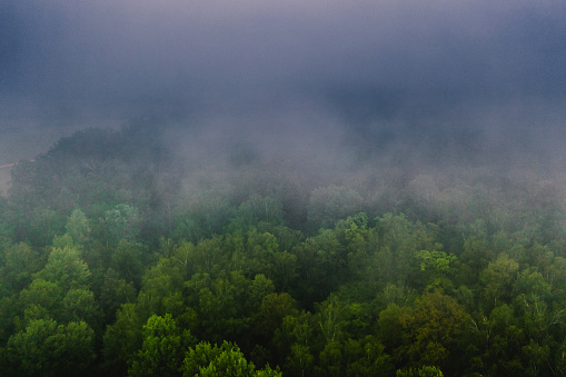 Forest in the mountains covered with fog