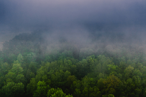 Thick fog in the forest - mountain trail.