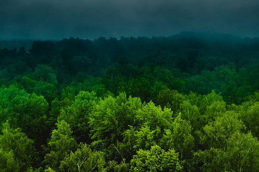 Looks up view at sky in the midst of Japanese bamboo forests. Creates an impressive crown canopy of the bamboo.