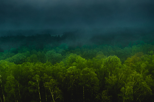 Aerial top view of coniferous green trees in a forest in Swiss Alps