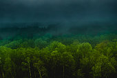Rainforest aerial view. Rain cloud drone photography. Summer. Sustainability. Protection of nature. Green trees in forest. Foggy weather