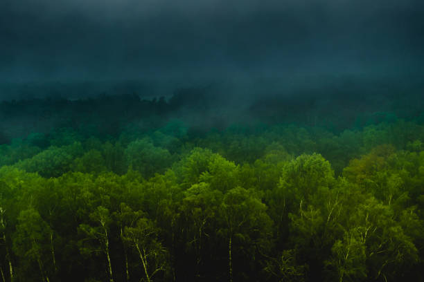 rainforest aerial view. rain cloud drone photography. summer. sustainability. protection of nature. green trees in forest. foggy weather - storm summer forest cloudscape imagens e fotografias de stock