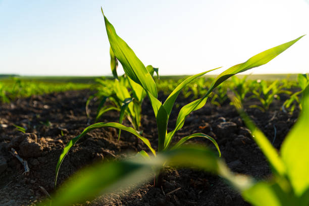istock Close up green young corn maize plants. Young corn field with sunset. Fresh green sprouts of maize 1497664726