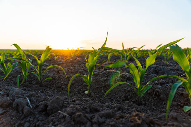 istock Close up green young corn plants. Small corn plants growing in row in cultivated field. Green corn field in early stage 1497664727