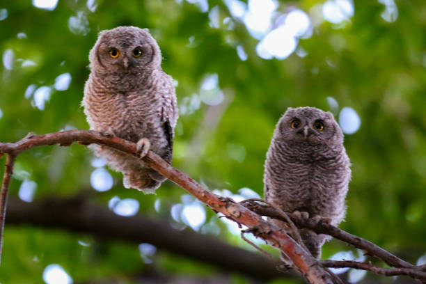 istock Baby owls in southeast Boise, Idaho 1497665430