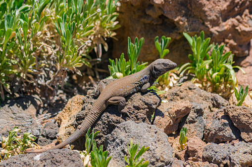 Male Gallot's lizard, (Gallotia galloti galloti), on volcanic rocks and with green vegetation background, in the Teide national park, Tenerife, Canary islands