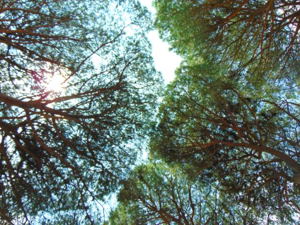 View of blue sky through green treetops, springtime season background, low angle view