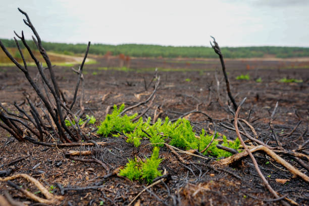 istock Bracken and ferns growing back after a wildfire 1497668472