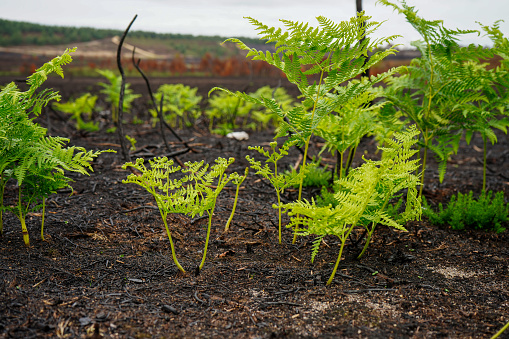 Bracken and ferns growing back after a wildfire