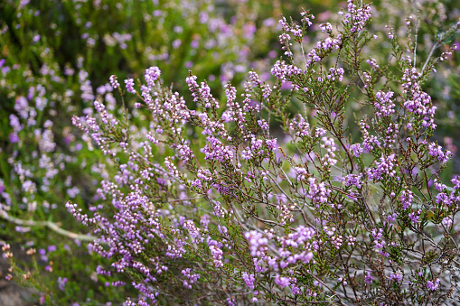 Blooming Heather plants coloring pink and purple in a Heathland landscape in summer in the Veluwe nature reserve during a summer day.