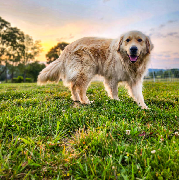 istock Golden Retriver playing on summer day 1497668668