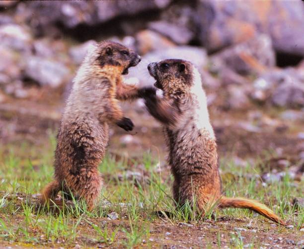 istock Hoary Marmots - Hyder, Alaska 1497671134