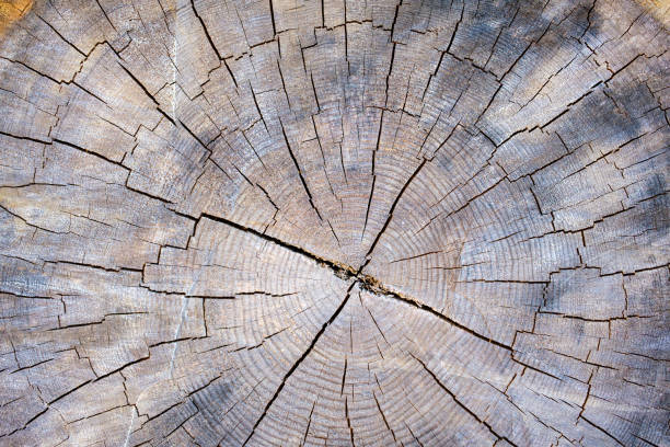 istock Close-up Cross Section of a felled tree 1497672456