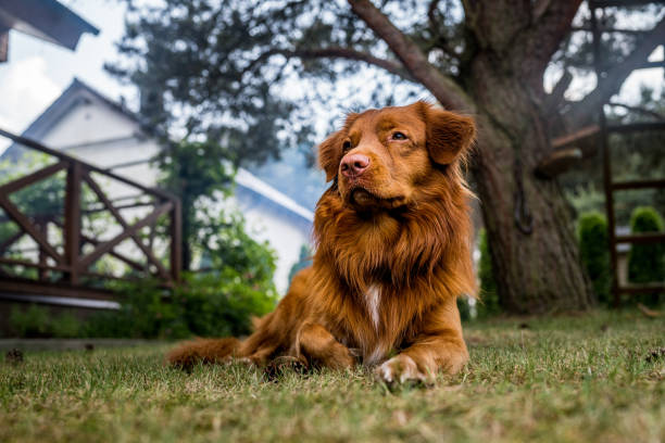 Resting dog in the fresh air.