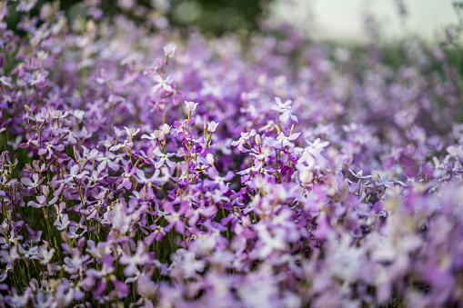 close up of violet flower. The wind blows a bouquet of flowers in the evening sun