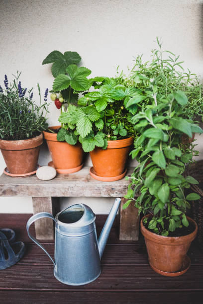 A group of four herb garden seedling plants in plastic retail containers. Purple basil, parsley rosemary, mint, basil thyme, and fennel, they are on a window sill ready to be planted.