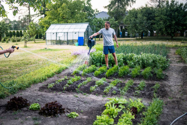 istock A man is watering the garden. 1497673951