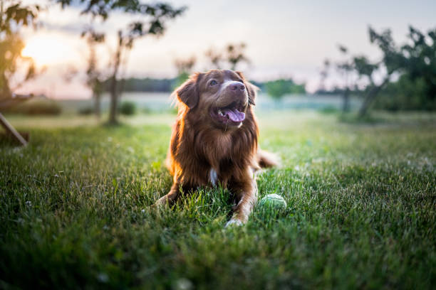 istock A dog sitting on the grass with a ball at sunset. 1497673952