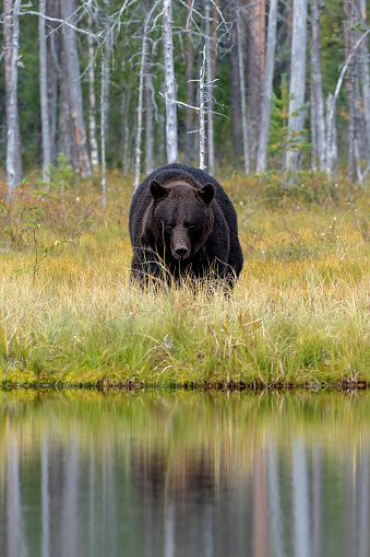 A bear walking on the shore of a lake with autumn colors in the background and reflections in a forest near kumho in Finland Vertical view - Finland