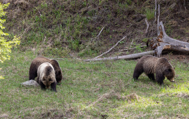 istock Grizzly Bears in Spring in Yellowstone National Park 1497677415