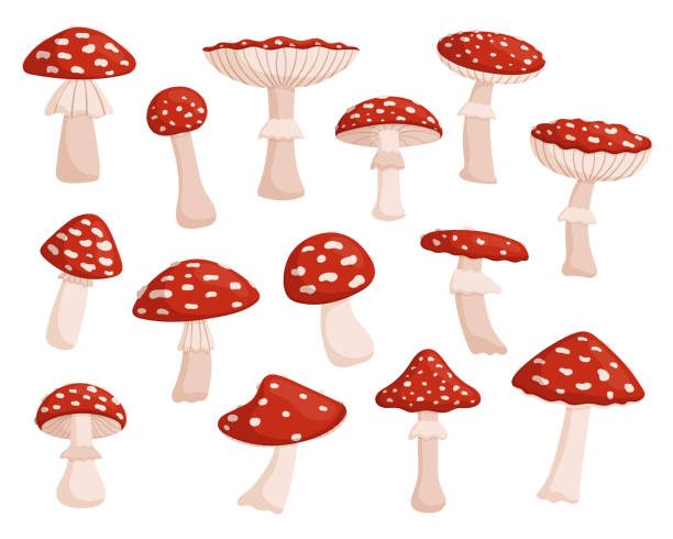 ilustrações de stock, clip art, desenhos animados e ícones de set of fly agaric, vibrant, red and white mushroom known for its distinctive appearance and hallucinogenic properties - fly agaric
