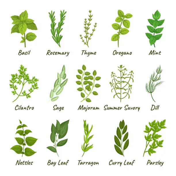 Vector illustration of Set Of Culinary Herbs Basil, Thyme, Rosemary, Parsley, And Oregano, Mint, Cilantro, Sage, Majoram and Summer Savory