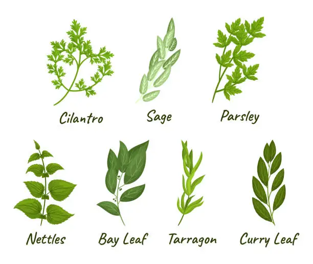 Vector illustration of Set Of Culinary Herbs Includes Selection Of Flavorful And Aromatic Plants Used In Cooking, Such As Parsley, Cilantro