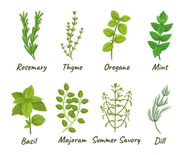 stockillustraties, clipart, cartoons en iconen met set of culinary herbs consisting of various aromatic plants used for cooking, such as basil, thyme, rosemary and oregano - wilde marjolein