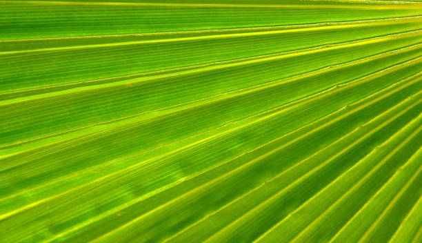 istock Abstract green palm tree leaf texture close up.Bright tropical natural background with copy space for design.Summer vacation concept. 1497678854