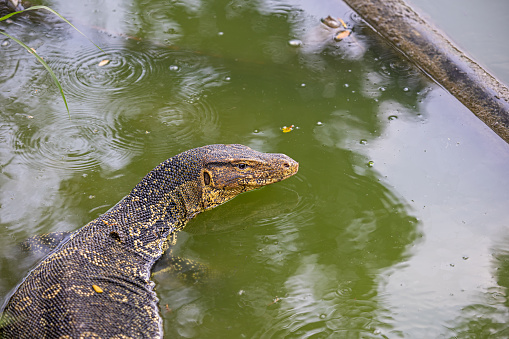 Portrait of an Asian water monitor in in front of a lake in Lumphini Park, which is a large public park in the center of Bangkok the capital of Thailand