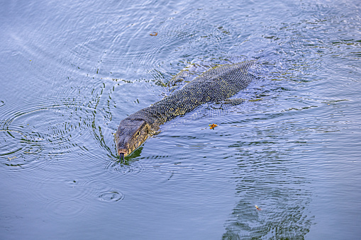 Swimming Asian water monitor in Lumphini Park, which is a large public park in the center of Bangkok the capital of Thailand