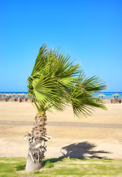 istock Doum palm tree by a beach, selective focus, Marsa Alam, Egypt. 1497679089