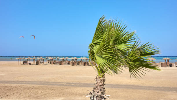 istock Doum palm tree by a beach with sun umbrellas in distance. 1497679107