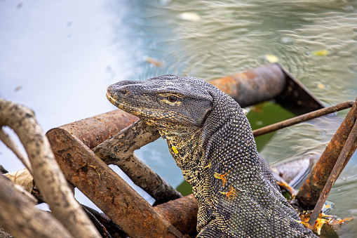 Portrait of an Asian water monitor in in front of a lake in Lumphini Park, which is a large public park in the center of Bangkok the capital of Thailand