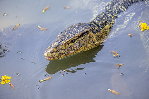 Swimming Asian water monitor in Lumphini Park, which is a large public park in the center of Bangkok the capital of Thailand