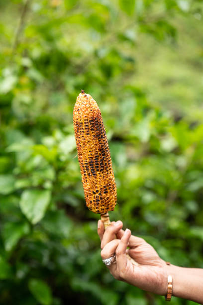 istock Holding a roasted corn isolated on green background 1497680696