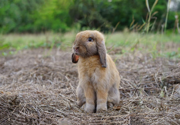 istock Young adorable brown bunny sitting on dried grasses 1497680742