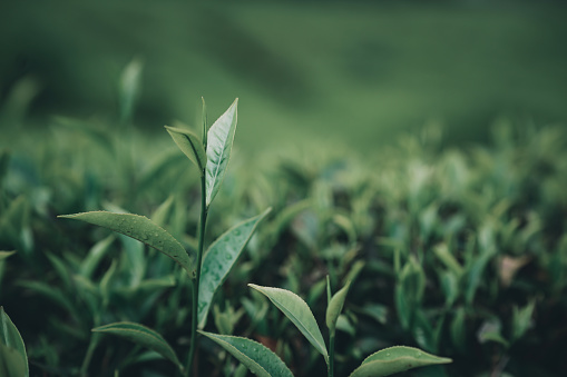 Green tea plant image, Fresh tea leaf background
