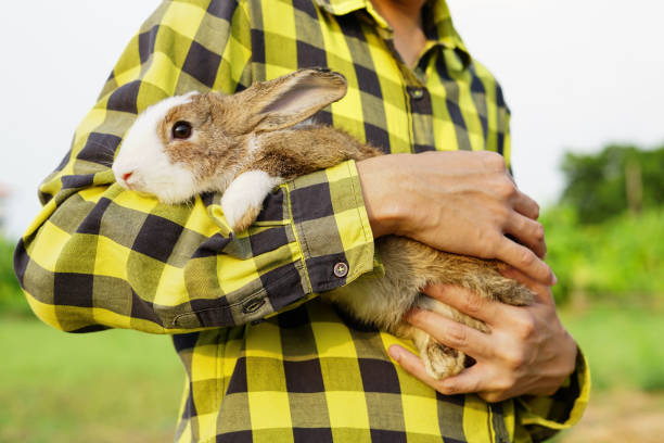 adorable conejo fue abrazado por un hombre que llevaba una camisa verde a cuadros, enfoque en conejo - rabbit baby rabbit hare standing fotografías e imágenes de stock
