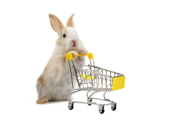 istock Bunny pushing a shopping cart isolated on white 1497680957
